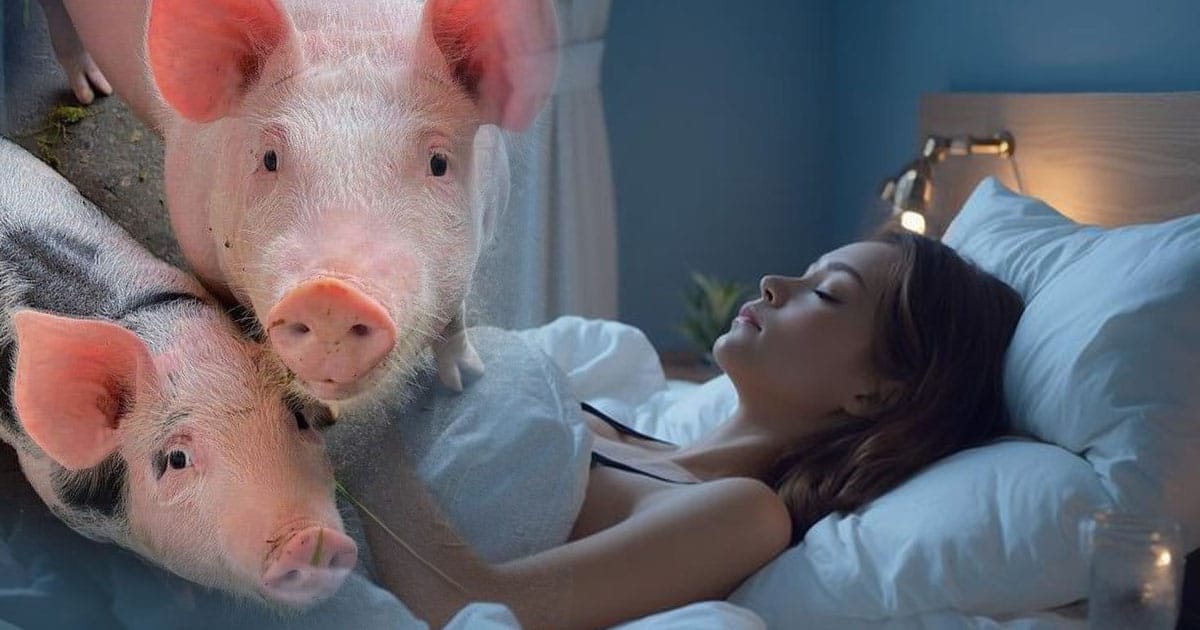 ทำนายฝัน หมู